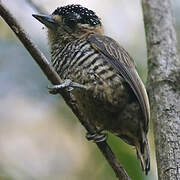 White-barred Piculet