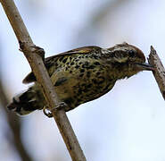 Speckled Piculet