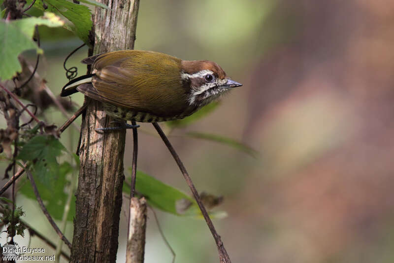 Speckled Piculet female adult, identification