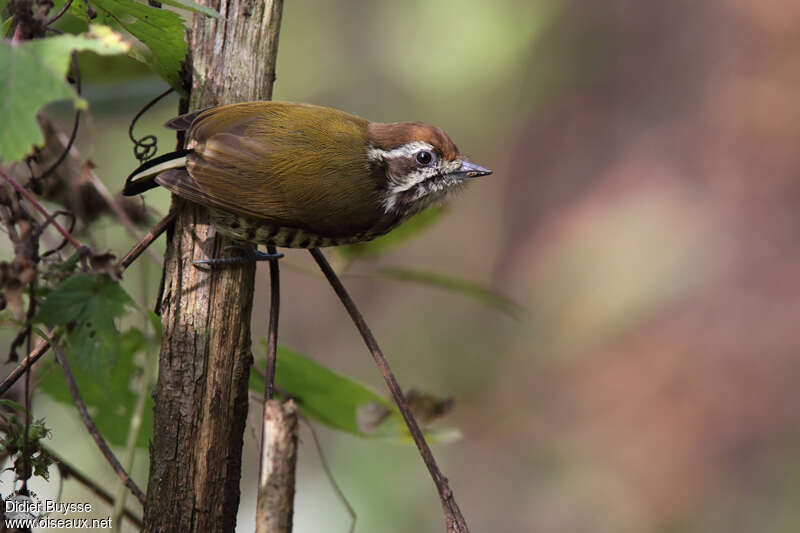 Picumne tacheté femelle adulte, identification