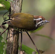 Speckled Piculet