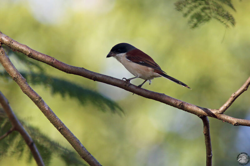 Pie-grièche à dos marronadulte, identification