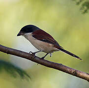 Burmese Shrike