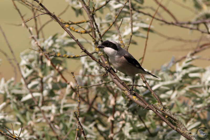 Lesser Grey Shrikeadult breeding, identification