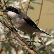 Lesser Grey Shrike