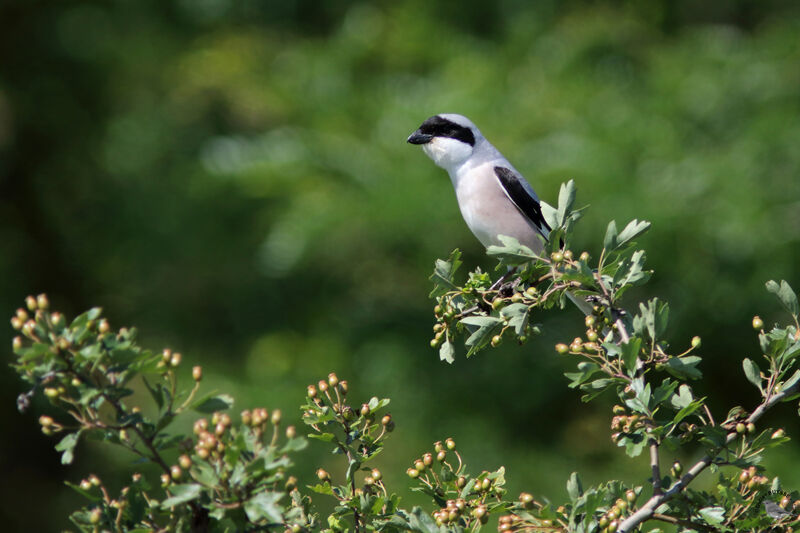 Pie-grièche à poitrine roseadulte, identification