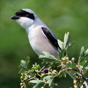 Lesser Grey Shrike