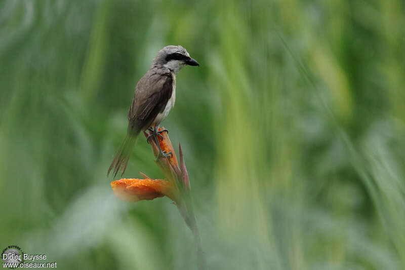 Brown Shrikeadult, identification