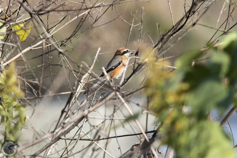 Bull-headed Shrike, identification