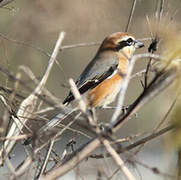 Bull-headed Shrike