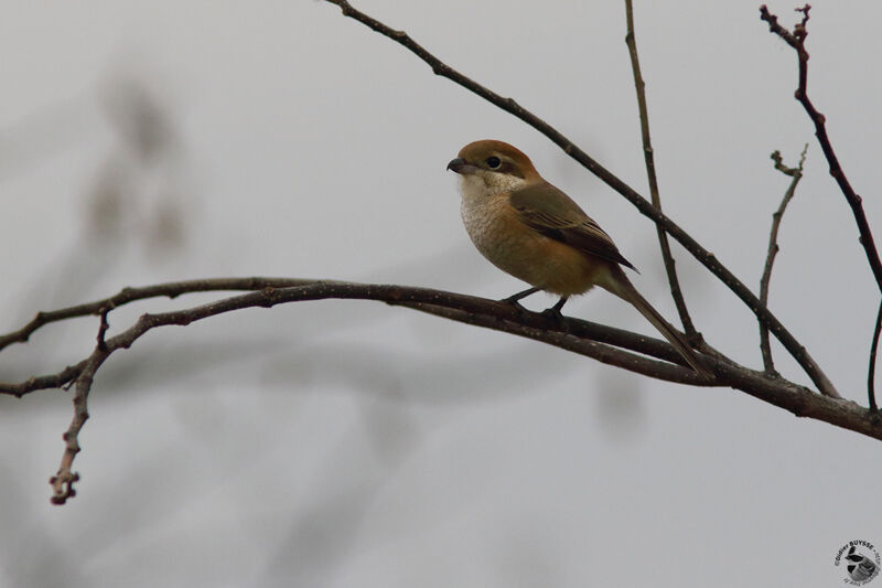 Bull-headed Shrikeadult, identification