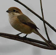 Bull-headed Shrike