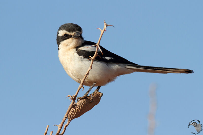 Southern Fiscaladult, identification