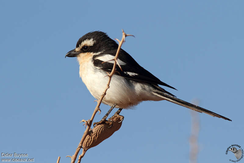 Pie-grièche fiscaleadulte, identification