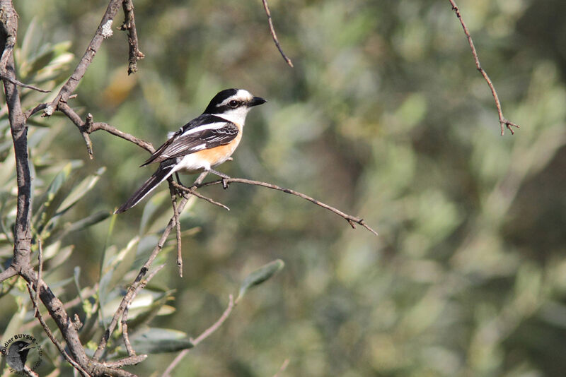 Masked Shrike male adult, identification