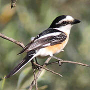 Masked Shrike