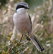 Iberian Grey Shrike