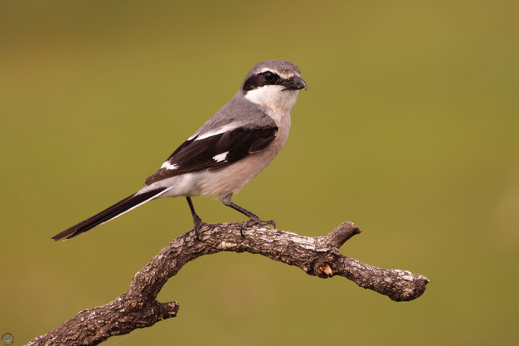 Pie-grièche méridionale