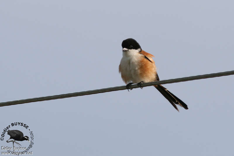 Long-tailed Shrikeadult, identification