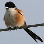 Long-tailed Shrike