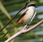 Long-tailed Shrike