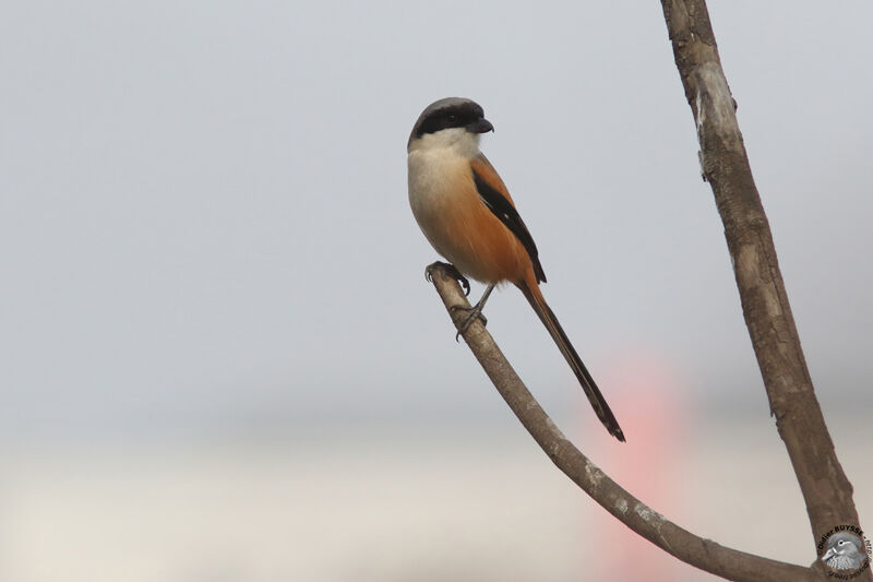 Pie-grièche schachadulte, identification