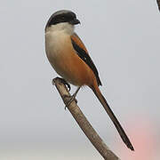 Long-tailed Shrike