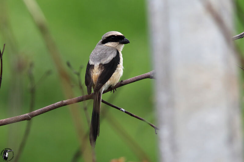 Long-tailed Shrikeadult