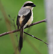 Long-tailed Shrike