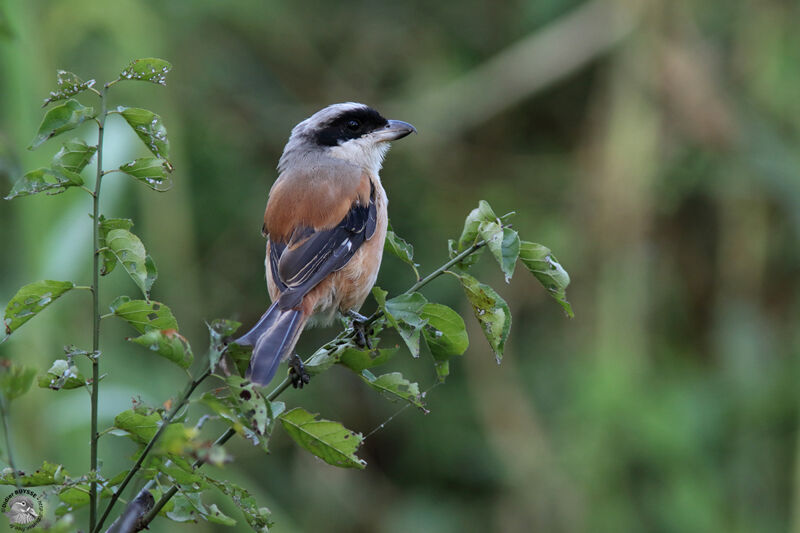 Long-tailed Shrikeadult, identification