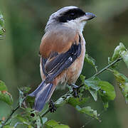 Long-tailed Shrike