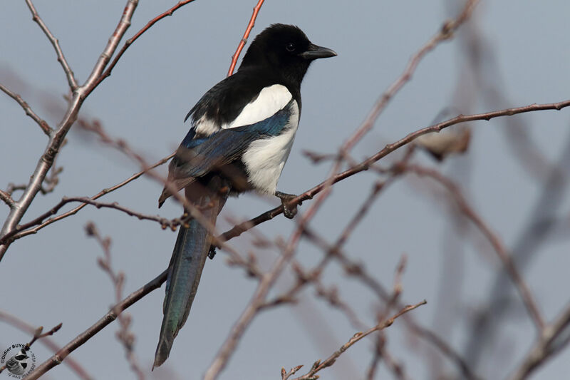 Pie bavardeadulte, identification