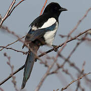 Eurasian Magpie