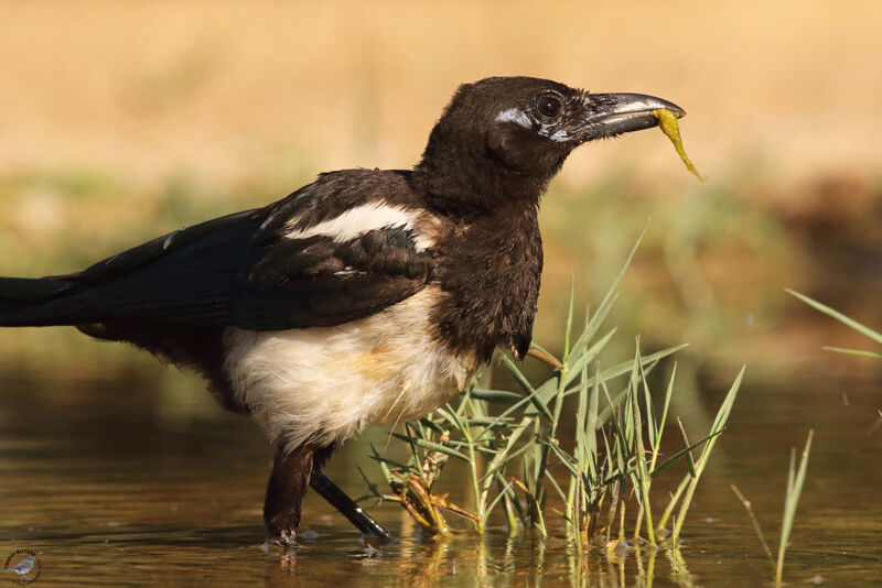 Eurasian Magpie