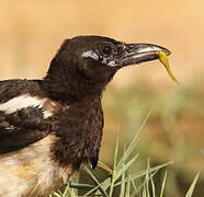 Eurasian Magpie