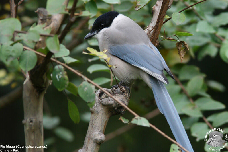 Azure-winged Magpie