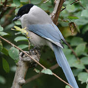 Azure-winged Magpie