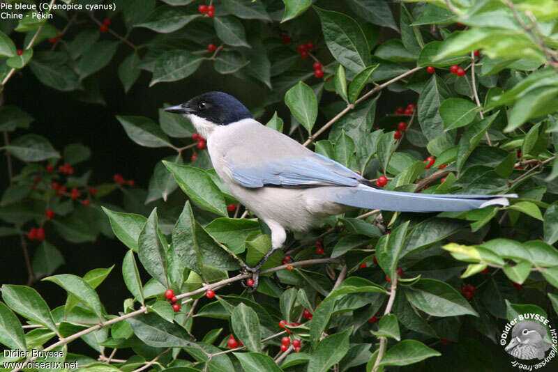 Azure-winged Magpie