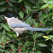 Azure-winged Magpie