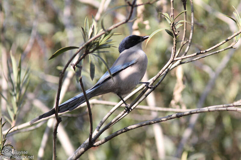 Azure-winged Magpieadult, identification