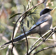 Azure-winged Magpie