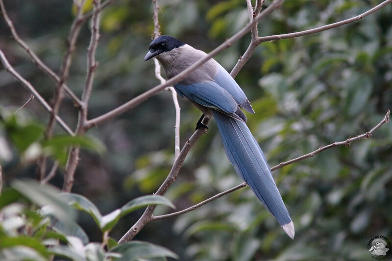 Azure-winged Magpieadult, identification