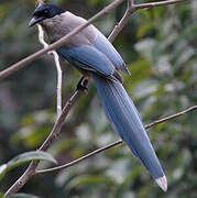 Azure-winged Magpie