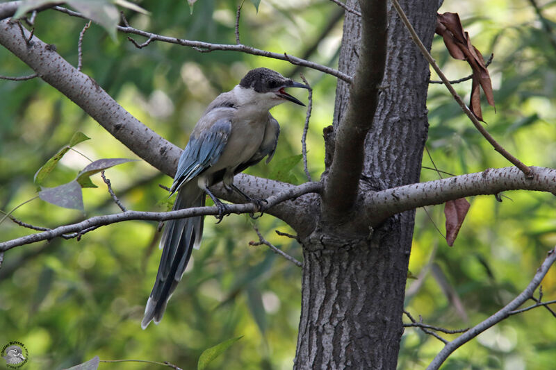 Azure-winged MagpieFirst year, identification