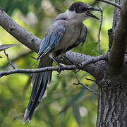 Azure-winged Magpie