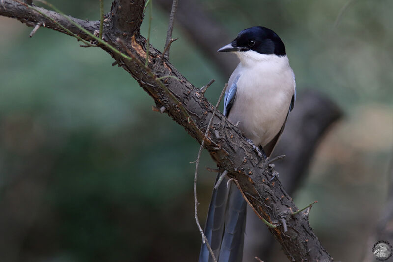 Azure-winged Magpieadult, identification