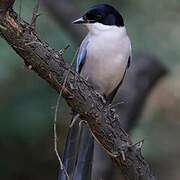 Azure-winged Magpie