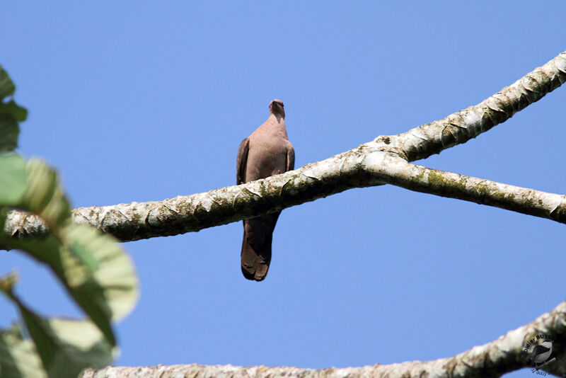 Pigeon à bec noiradulte, identification