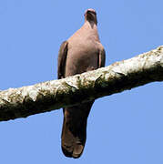 Short-billed Pigeon