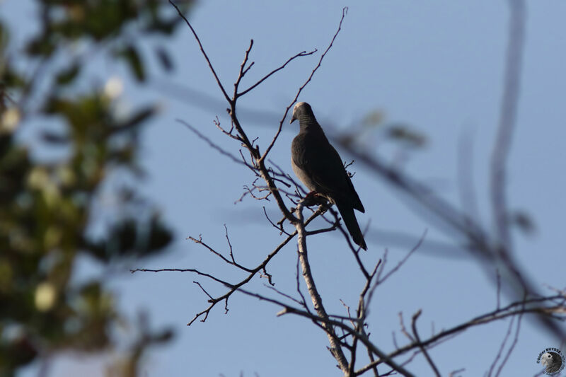 White-crowned Pigeonadult, identification